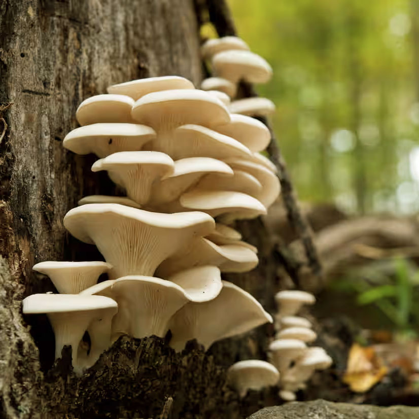 Tree Fungi